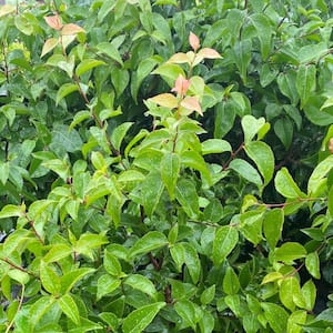 5 container Compact Shiny Xylosma Evergreen shrub (2-pack)
