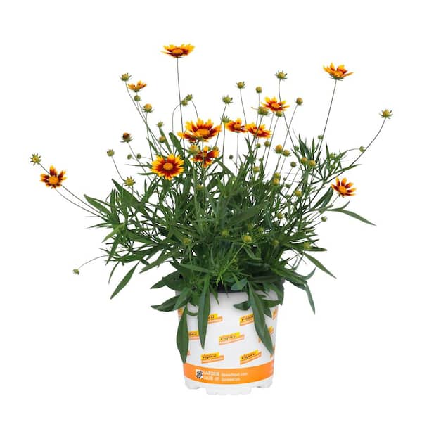 2.5-qt. Vigoro Yellow Lil Bang Daybreak Coreopsis Tickseed Plant