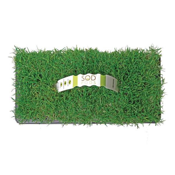 Zoysia Grass Plugs – 50 Large Plugs (1.5” X 1.5”), Drought Tolerant, Low Maintenance Lawn