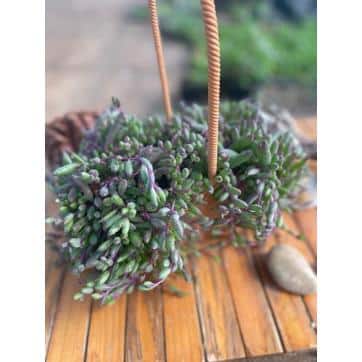 Unbranded - Othonna Capensis Succulent Plant Flower Baskets for Garden and Balcony (1-Pack)