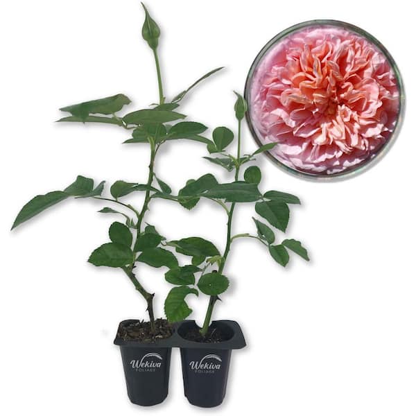 Wekiva Foliage Abraham Darby Rose Bush-2 Live Starter Plants in 2 in. Pots-Beautifully Fragrant Heirloom Rose from Florida