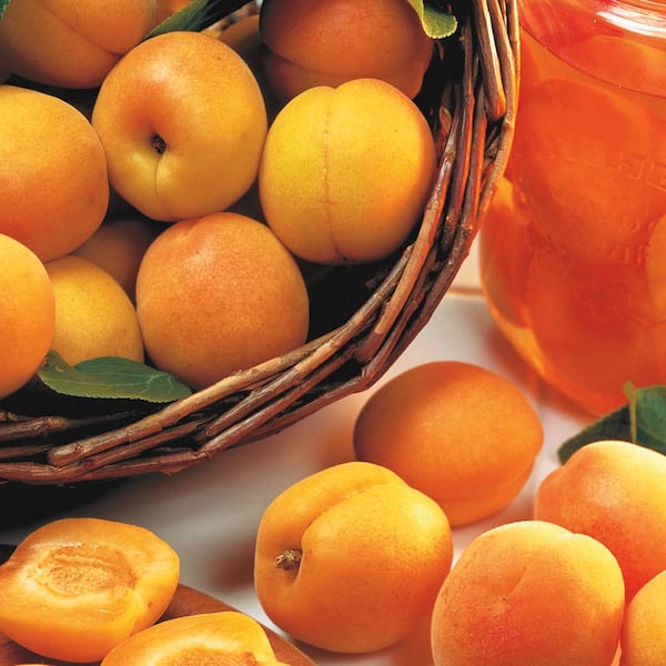 Gurney's Mandarin Bush Apricot (Prunus) Live Bareroot Fruiting Tree (1-Pack)