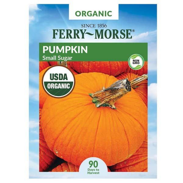 Organic Pumpkin Small Sugar Fruit Seed