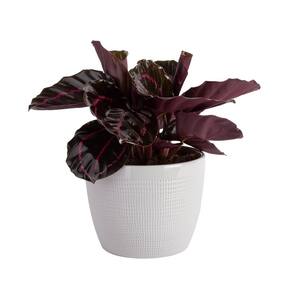 Trending Tropicals Calathea Dottie Indoor Plant in 6 in. White Pot, Avg. Shipping Height 1-2 ft. Tall
