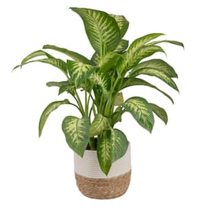 Dieffenbachia Dumb Cane Indoor Plant in 10 in. White Cylinder Pot and Stand, Avg. Shipping Height 2-3 ft. Tall