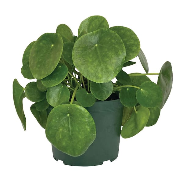 Pilea Indoor Live Plant (8 to 15 in. Tall) in 6 in. Grower Pot