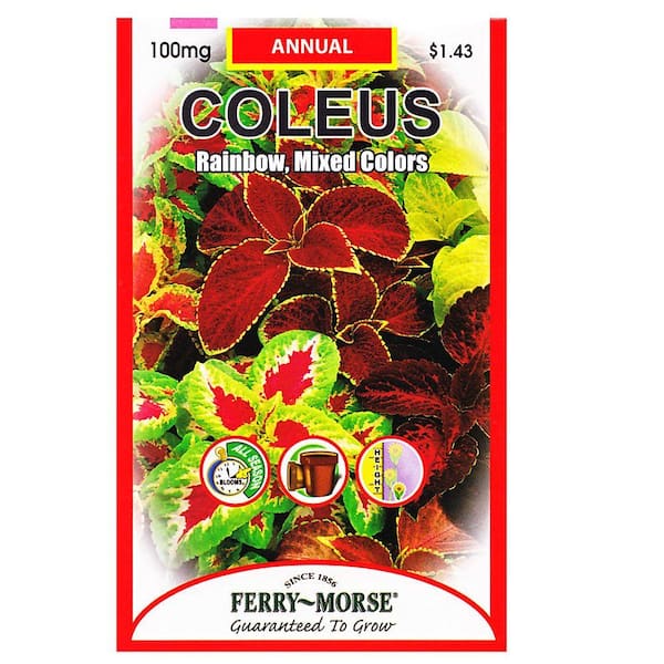 Ferry-Morse Coleus Rainbow Seed