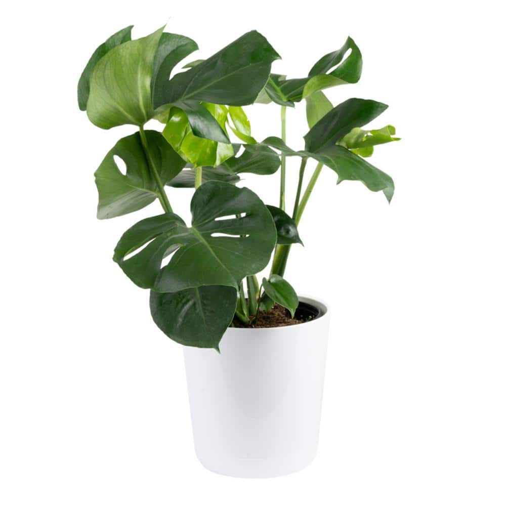 Costa Farms Monstera Deliciosa Swiss Cheese Indoor Plant, in 10 in ...