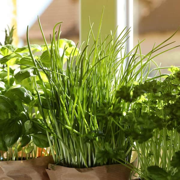 3.3 in. Chives Culinary Kitchen Herb Seed Grow Kit