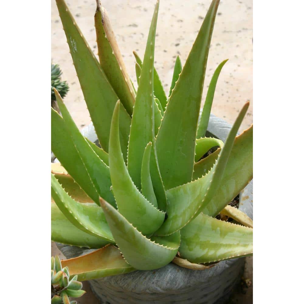 Large Green Aloe Vera Succulent in Black Plastic Pot