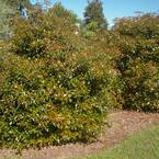 3 Gal. Bronze Beauty Cleyera - Live Compact Evergreen Shrub, Glossy Foliage