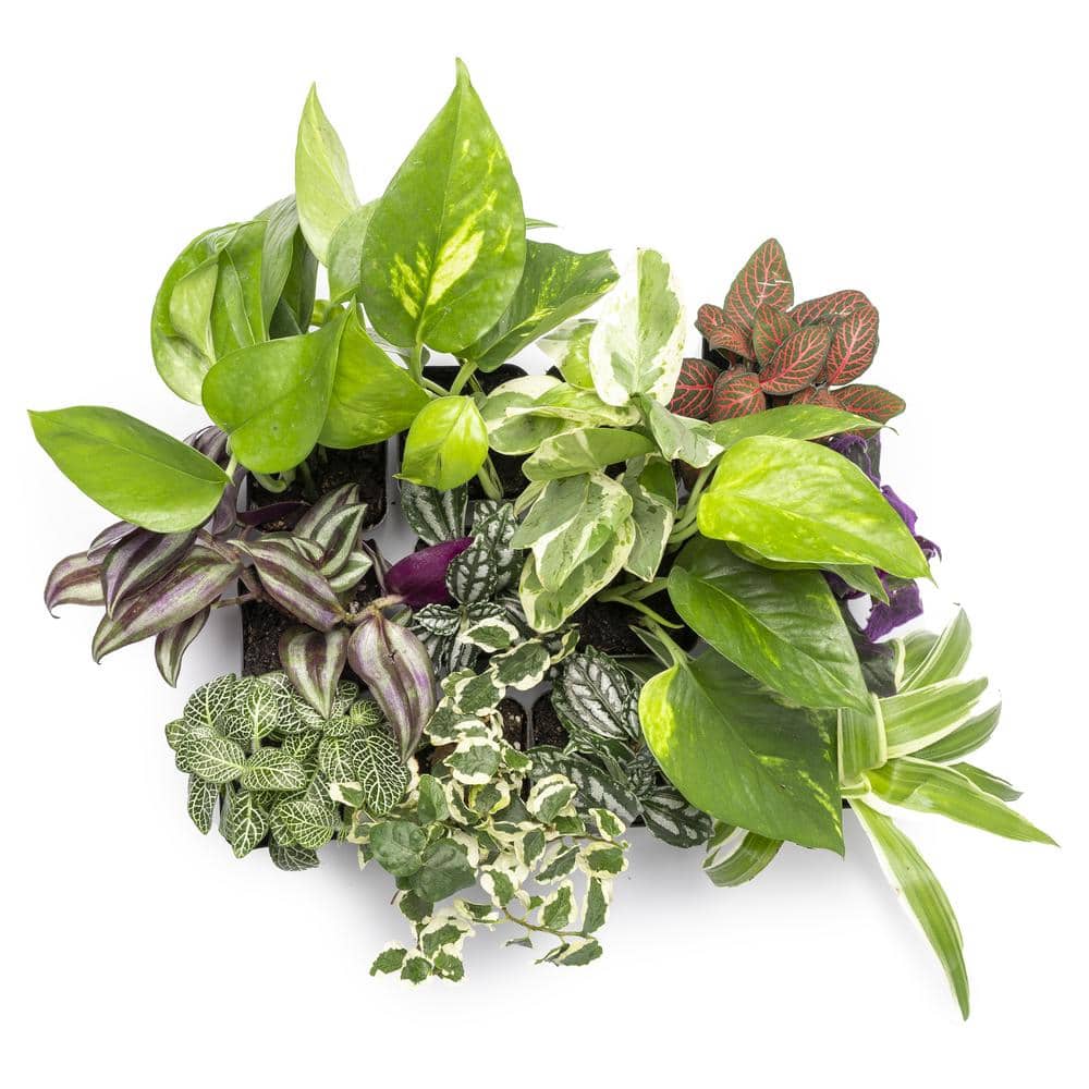 Assorted Easy Care Houseplants in 2" Plastic Pots