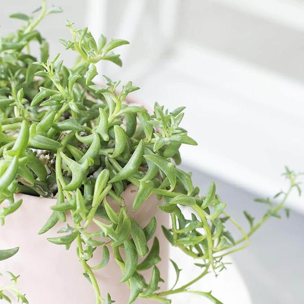 Senecio Peregrinus Succulent Flower Basket (3-Pack)