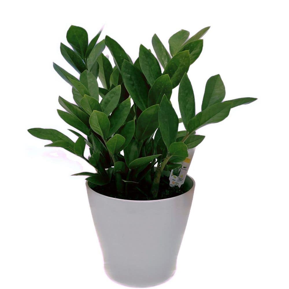 Vigoro 6 in. Vigoro ZZ Tropical Plant in Metal Pot 1007537616