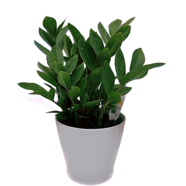 Vigoro 6 in. Vigoro ZZ Tropical Plant in Metal Pot