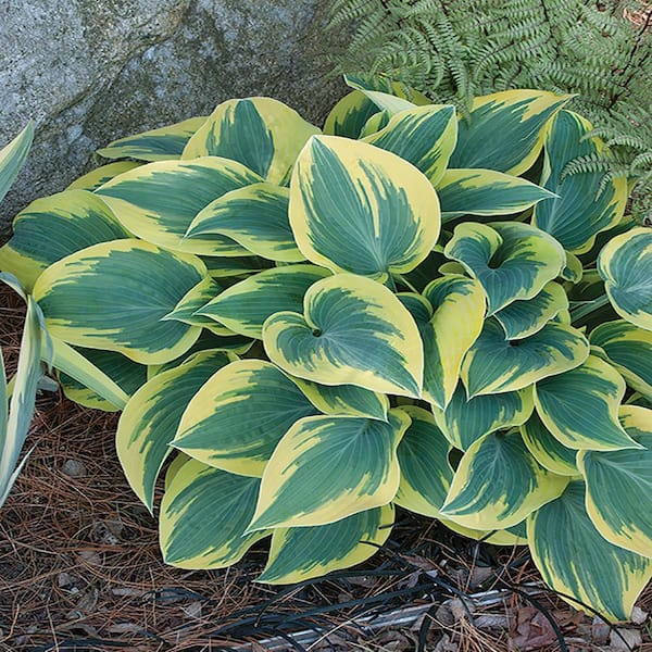Unbranded #1 Twilight Yellow Variegated Hosta Plant