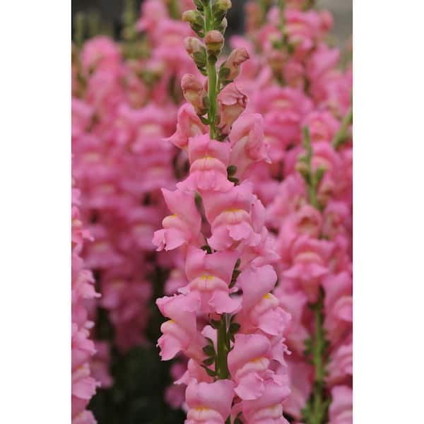 BELL NURSERY 4 in. Snap Dragon Live Annual Plant with Pink Flowers (6-Pack)