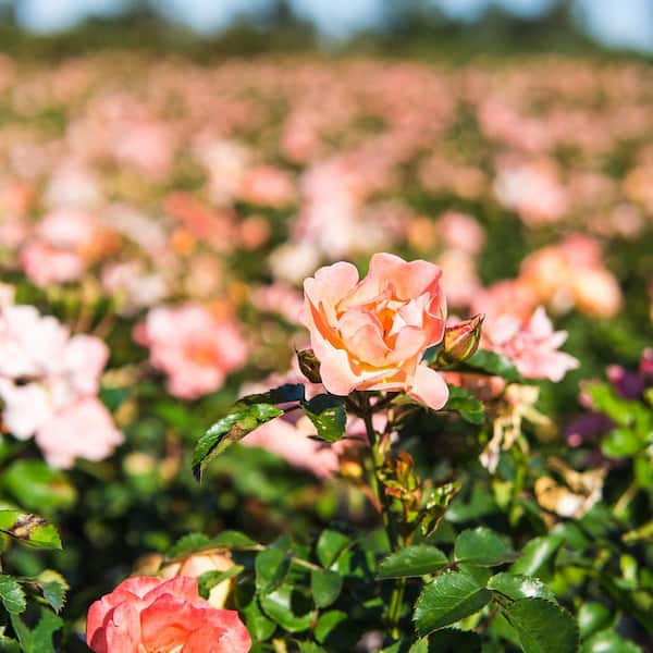 Drift 3 Gal. Apricot Drift Rose Bush with Orange Flowers (2-Pack