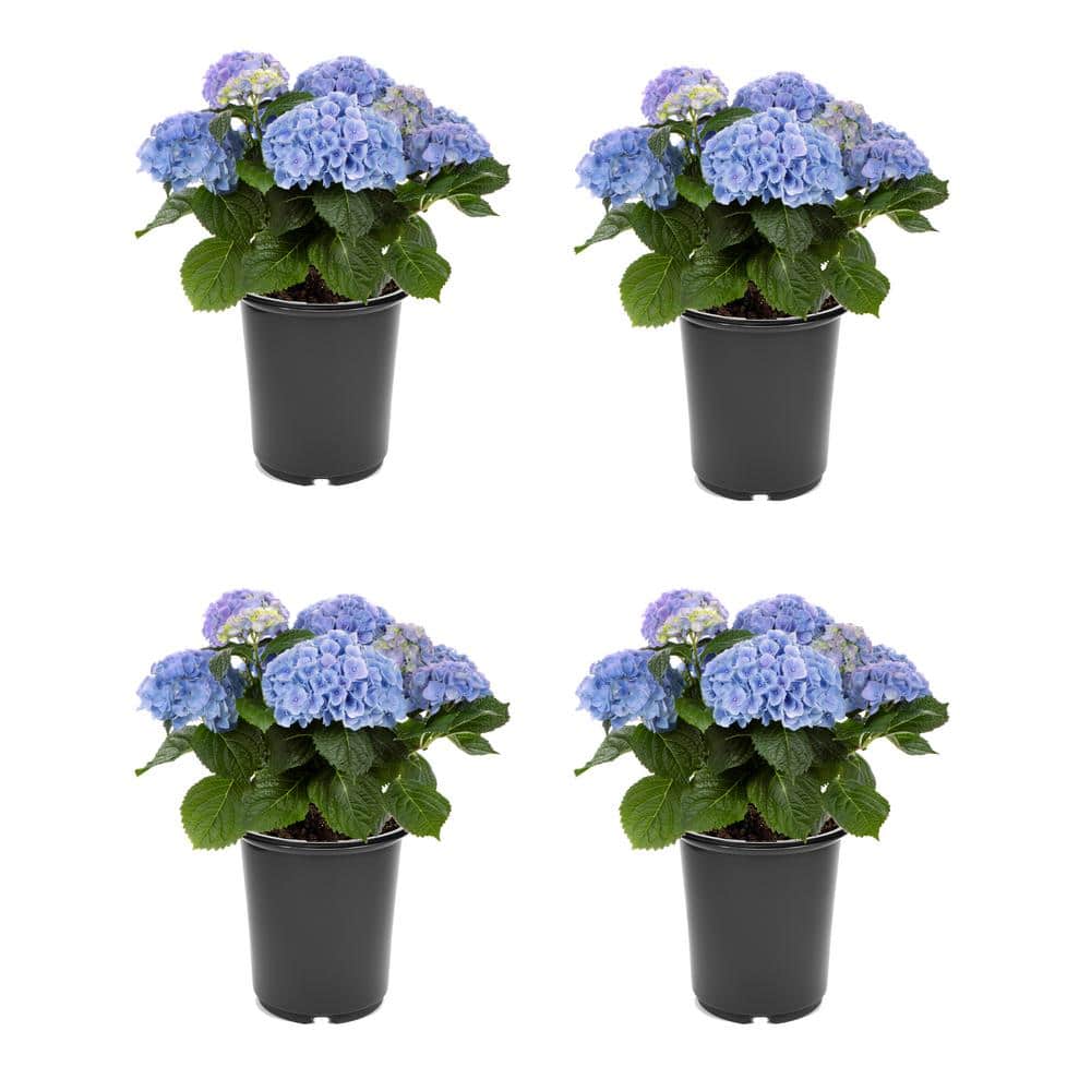 2.5 qt. Hydrangea macrophylla Hi River Blue Perennial Plant with Blue Flowe
