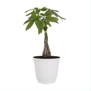 14 in. to 16 in. Tall Money Tree Pachira Plant in 6 in. White Decor Pot