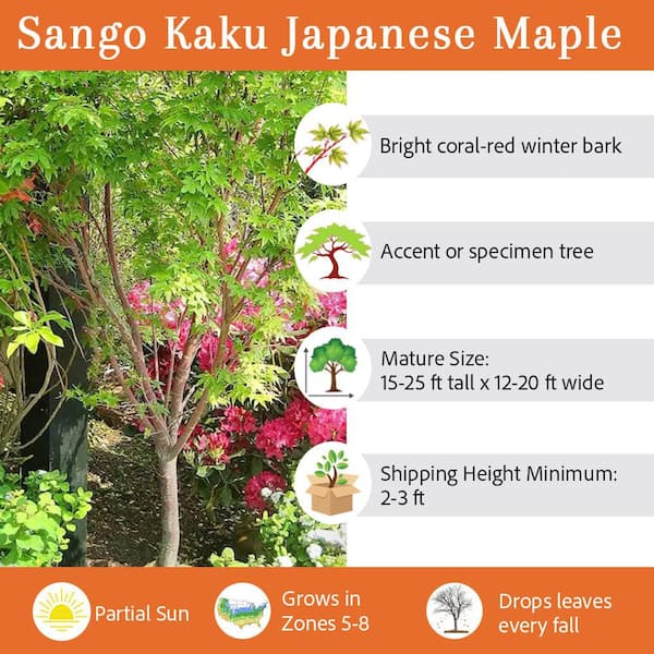 #5 pot Sango Kaku Japanese Green Maple