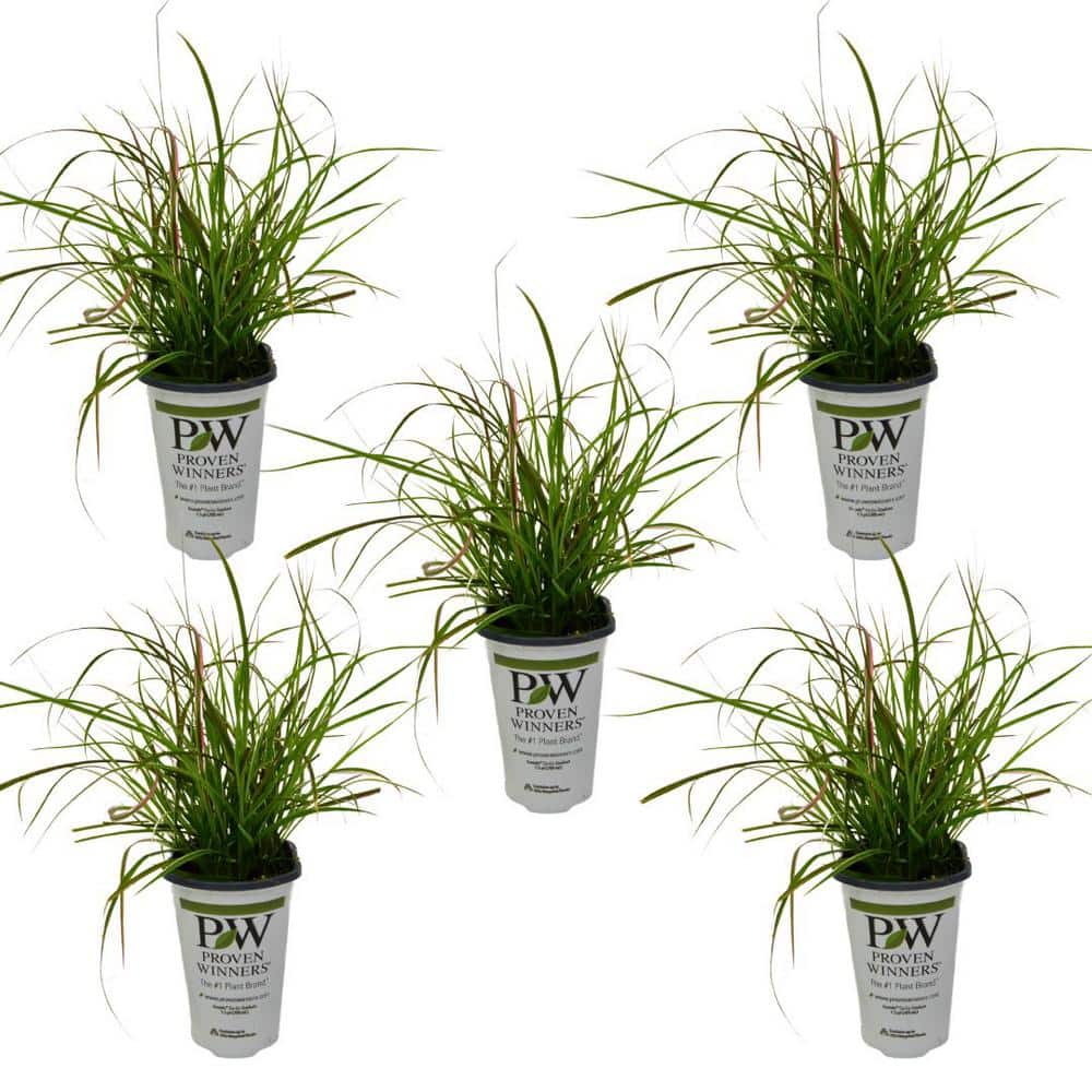 1.5 Pt. Proven Winners Grass Pennisetum Fireworks Annual Plant with Pink Va