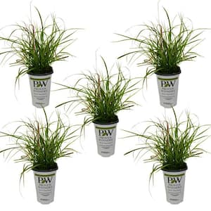 4.25 qt. Proven Winners Grass Pennisetum Fireworks Annual Plant with Pink Variegated Foliage (5-Pack)