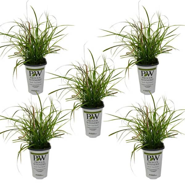 Unbranded 1.5 Pt. Proven Winners Grass Pennisetum Fireworks Annual Plant with Pink Variegated Foliage (5-Pack)