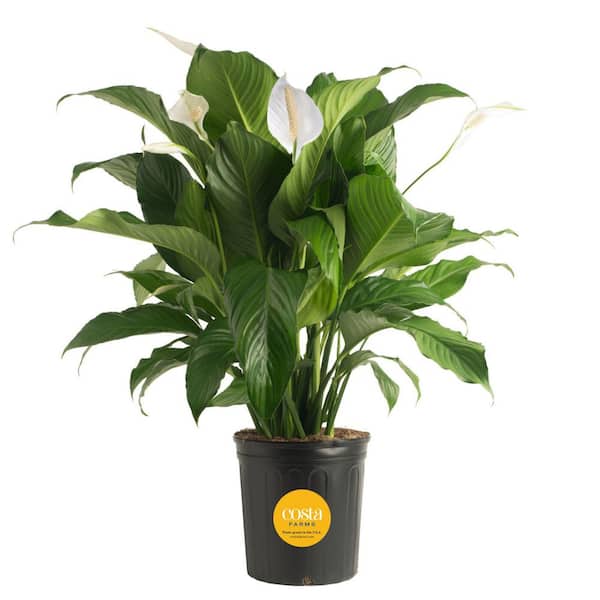 Costa Farms Spathiphyllum Sweet Pablo Indoor Peace Lily in 8.75 in. Grower Pot, Avg. Shipping Height 2-3 ft. Tall