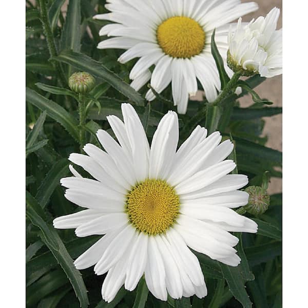 PROVEN WINNERS 1 Gal. Amazing Daisies Daisy May Shasta Daisy ...