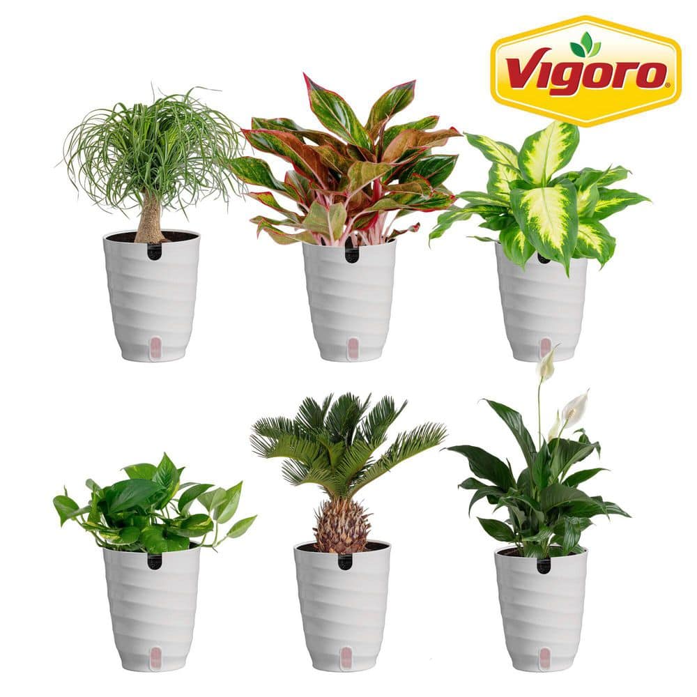 vigoro-house-plants-m-6fol-s-