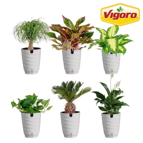 6 in. Peace Lily,Pothos,Sago Palm,Dieffenbachia,Siam and Ponytail Assorted Foliage Plants in White Decor Planter(6-Pack)