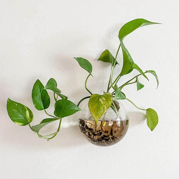 OGETFUUR 6-Pack Wall Hanging Planters Terrarium, 4.7 Inch Glass Oblate Globe Plants Container for Propagating Hydroponics Plants