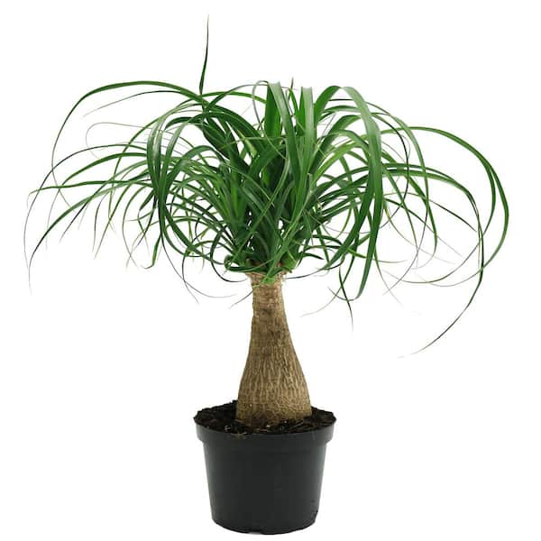 Costa Farms Ponytail Indoor Palm in 6 in. Grower Pot, Avg. Shipping Height 1-2 ft. Tall
