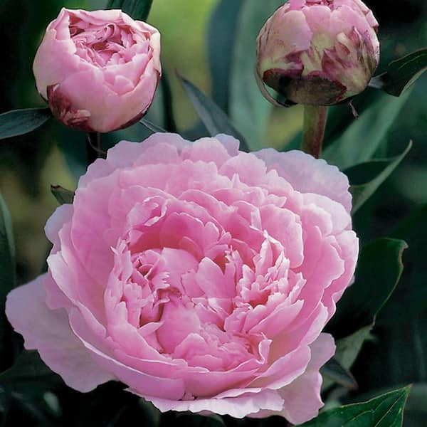 Unbranded Sarah Bernhardt Peony Bare Root Dormant Plants (4-Pack)