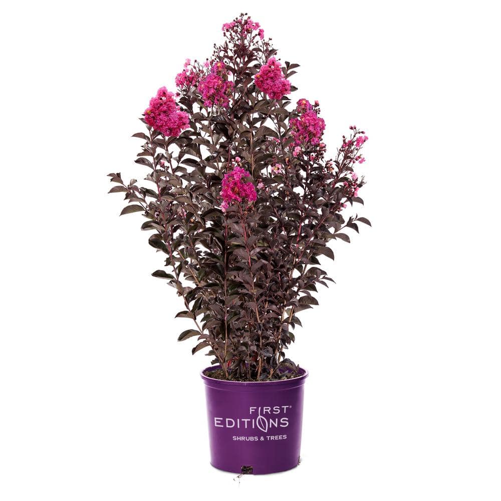 FIRST EDITIONS 1 Gal. Twilight Magic Crape Myrtle Flowering Shrub with ...