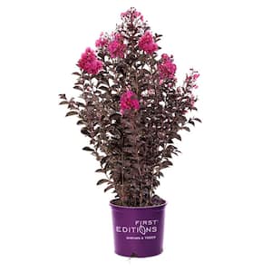 1 Gal. Twilight Magic Crape Myrtle Flowering Shrub with Dark Leaves and Pink Flowers