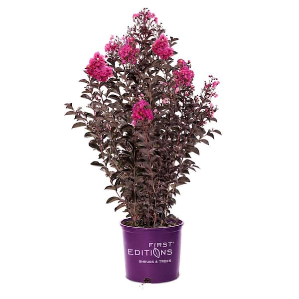 FIRST EDITIONS 3 Gal. Twilight Magic Crape Myrtle Flowering Shrub with Dark Leaves and Pink Flowers