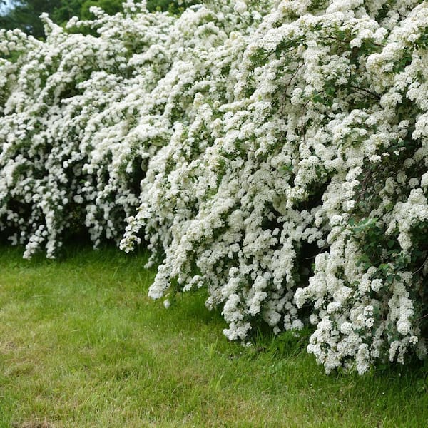 2.25 Gal. Spirea Reeves Flowering Shrub with White Blooms