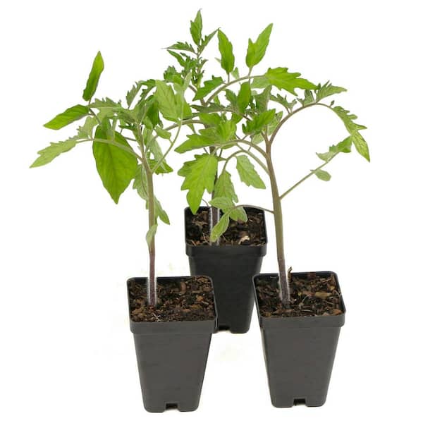 national PLANT NETWORK 2.5 in. Home Slice Tomato Plant (3-Pack)