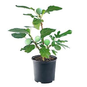 1 Gal. Kadota Fig Tree with Green Foliage
