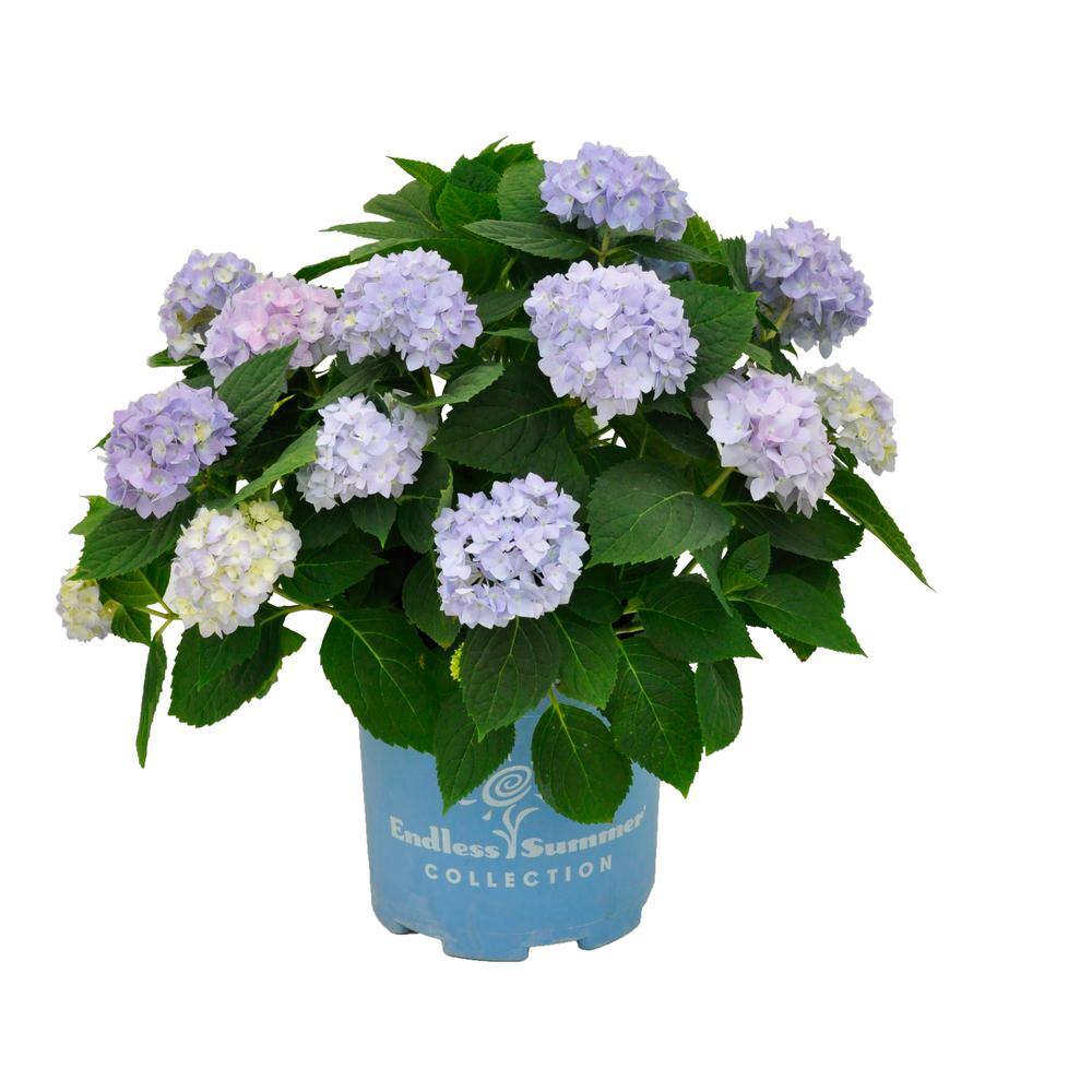 1 Gal. Endless Summer Original Hydrangea Flowering Shrub with Multi ...