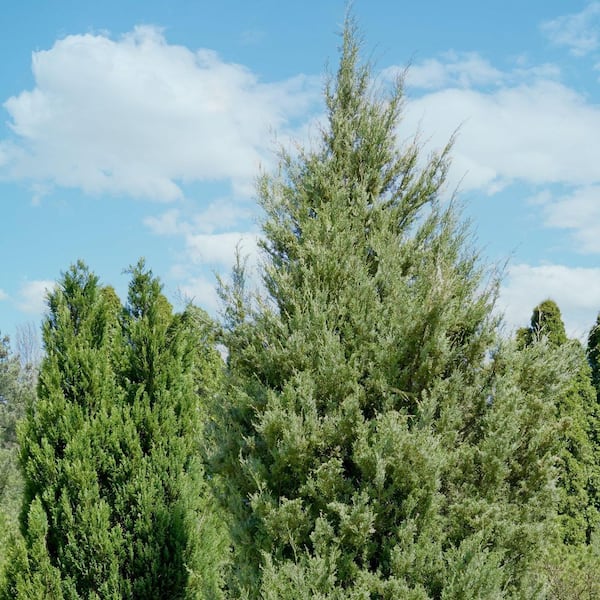 3 Gal. Juniper Brodie