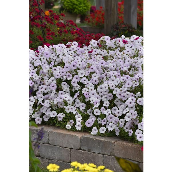 Quart Tidal Wave Petunia Annual Plant Silver (5-Pack)