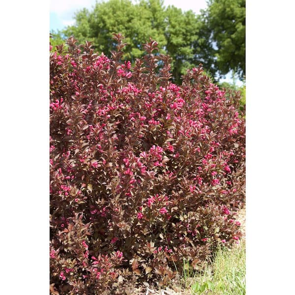 Pulowzillia プロウジリア Wisteria floribunda 'Royal Purple' - Devil Mountain