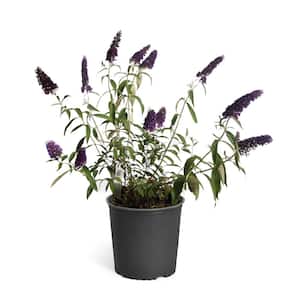 3 Gal. Black Knight Butterfly Shrub with Purple Flowers