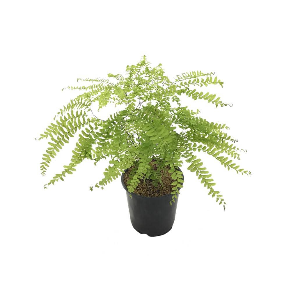 Five Finger Maidenhair Fern (Live Plant) 21574 - The Home Depot