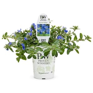 4.25 in. Dwarf Morning Glory Blue My Mind Live Evolvulus Plant with Blue Flowers (4-Pack)