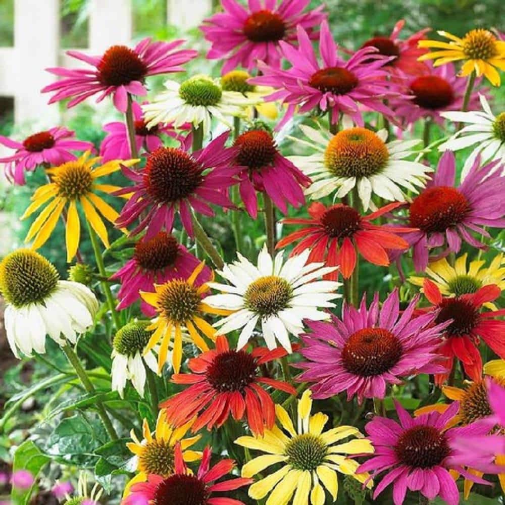 Vigoro 2.5 Qt. Assorted Color Coneflower Echinacea Perennial Plant BOPIS3752 The Home Depot