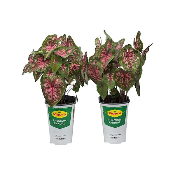 2.5 qt. Caladium Carolyn Whorton in 6.33 in. Grower's Pot (2-Pack)